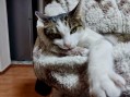 Cleo (6)9